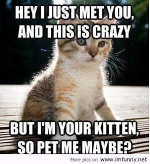 Cute picture captions quotes little funny kitten call me