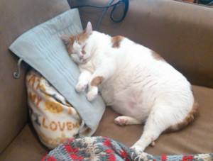 this is my seven year old cat bubba he s 26 pounds in this photo he s ...