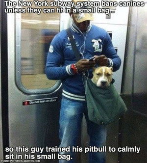 funny quotes about pit bulls