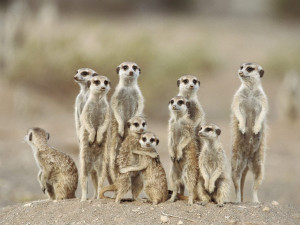 Meerkats Wallpapers