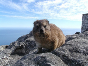 The Hyrax - cousin of elephants, manatees & dugongs.: Flickr User ...