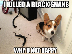 Funny dog – I killed a black snake