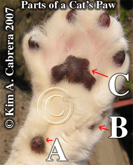 Hacienda Heights Little League Baseball