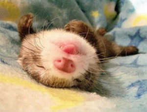 adorable, ferret, love, so cute, tongue