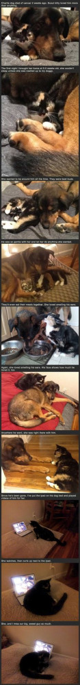 What do you do for your pets when they miss their other pets? In this ...