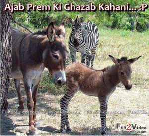 Zebra Donkey Funny Love & This Picture Make Smile Laugh