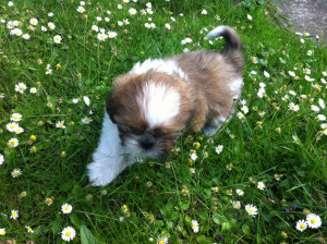cavalier x shih tzu £ 450 posted 1 year ago for sale dogs shih tzu ...