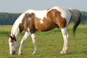 horse to be a horse breed with distinct characteristics not merely a ...
