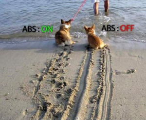 Funny photos funny ABS breaks dogs beach