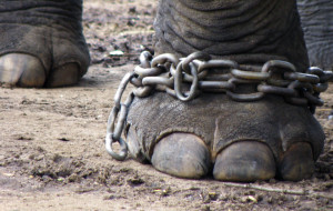 Circus Animal Abuse Statistics 5-Reasons-Why-Animal-Circuses-