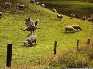 Cute Funny Sheeps