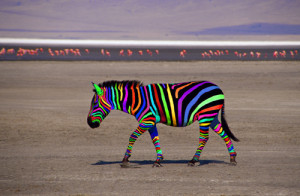 colourful zebra - animals Fan Art