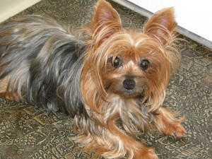 Yorkshire Terrier Dog Picture #5376