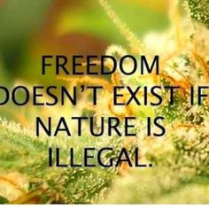 Cannabis Quotes