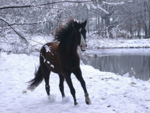 Animal quotes my corner of the world horse quotes picture