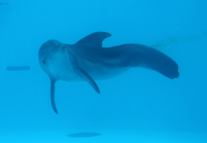 Winter-dolphin-tales-winter-the-dolphin-25546200-576-400.jpg