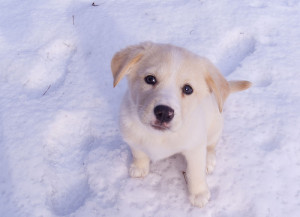 45 Dogs Playing in the Snow That Will Melt Your Heart