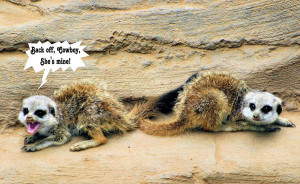 Meerkat Hiss Photograph