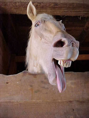 ... funny_animals/funny_animals/horse/funny_horse_picture_1.jpg[/img][/url