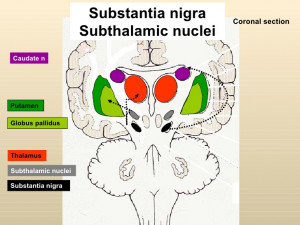 Subthalamus Coronal Subthalamic nuclei Coronal
