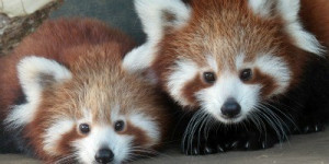 Cuddly critters: The cutest baby animals you've ever seen
