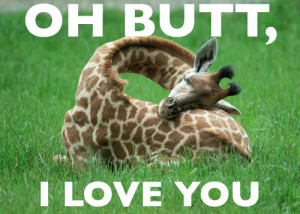 http://www.graphics99.com/true-love-funny-giraffe-foto/