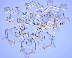 Real Snowflake Snow Crystals