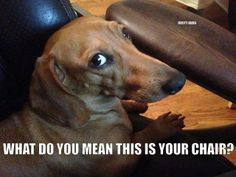 What do you mean this is your chair? Yup, that is the look the girls ...