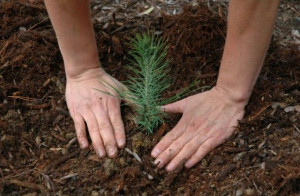 Plantar árboles en Canadá