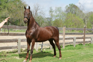 prissy – Gaited American Saddlebred » Baton Rouge, Louisiana Horse