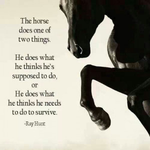 HORSE WISDOM.