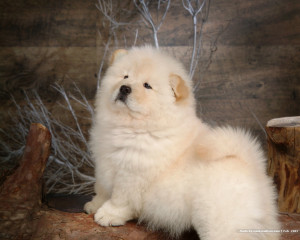 Chow Chow Dog Puppy
