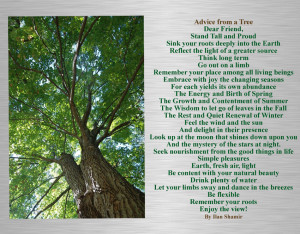 Filed Under: ADVICE & QUOTES Tagged With: advice from a tree