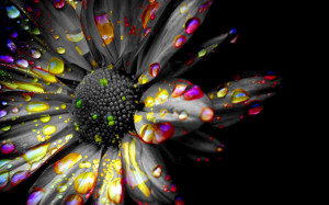 black and white spot color flower