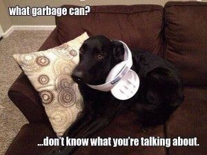 tags funny animals funny dogs funny pics funny pictures humor lol