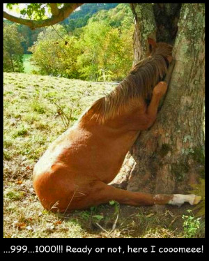 Horse-Gets-Head-Stuck-In-Tree1.jpg