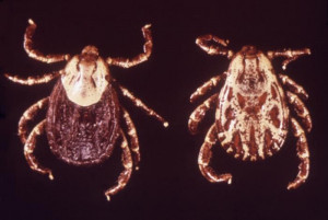 Rocky Mountain Spotted Fever Tick Bite Tick photo (carrier of rocky