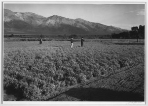 Related Pictures farewell to manzanar
