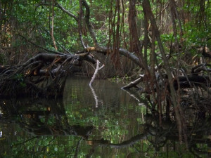 Bentota Mangrove Swamp Image