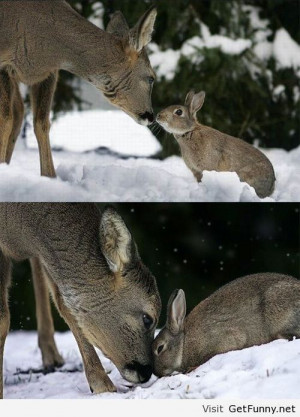 Bambi and Thumper meet - Funny Pictures, Funny Quotes, Funny Memes ...