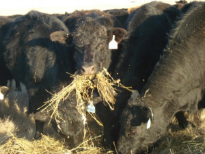 qbe farmers union insurance s farm and ranch policy offers