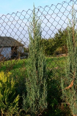 skyrocket juniper juniperus scopulorum 39 skyrocket 39