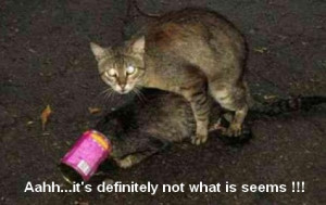 funny-cats-caught-in-the-act.jpg
