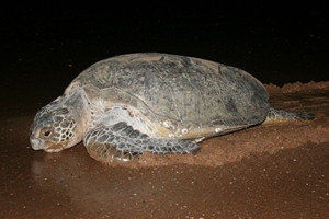 Green Turtle (Chelonia mydas)