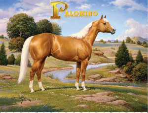 Palomino Horse Palomino horse breeders