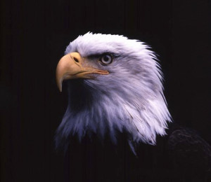 Main Bald Eagle]