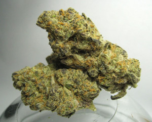 Girl Scout Cookies by premier CannCast provider, Joshua_trees is ...