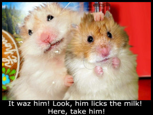 hamsters who were posing together for later in the picture, I love ...