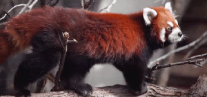 gif red panda