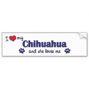Love My Chihuahua (Female Dog) Car Bumper Sticker